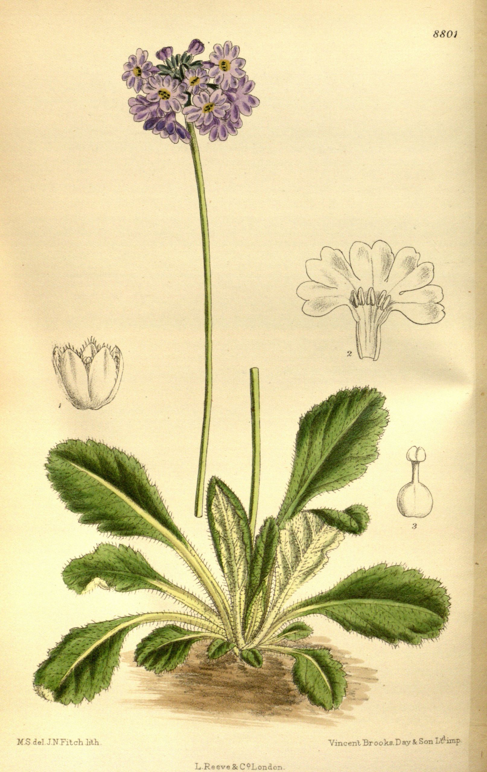 Primula bellidifolia 145 8801