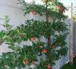 Kleinen Garten Bepflanzen Best Of Spalierobst Anbauen – Herrliche Idee Für Den Kleinen Garten