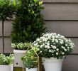 Kleinen Garten Neu Gestalten Frisch Deko Terrasse Balkon Bildnachweis Pflanzenfreude