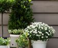 Kleinen Garten Neu Gestalten Frisch Deko Terrasse Balkon Bildnachweis Pflanzenfreude