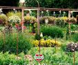 Kleinen Garten Neu Gestalten Neu Erstellen Sie Einen Gemüsegarten Tipps Vom Profi Für Ihre