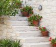 Mediterrane Gartengestaltung Luxus Gartengestaltung Mediterrane Pelargonie Treppe Deko Idee