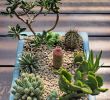 Mini Garten Selber Machen Best Of Pin Von Carmen Marut Auf Blumengestecke
