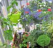 Mini Garten Selber Machen Elegant 37 Das Beste Von Pflanzen Im Garten Luxus