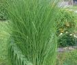 Moderne Gartenbepflanzung Luxus Braided ornamental Grass