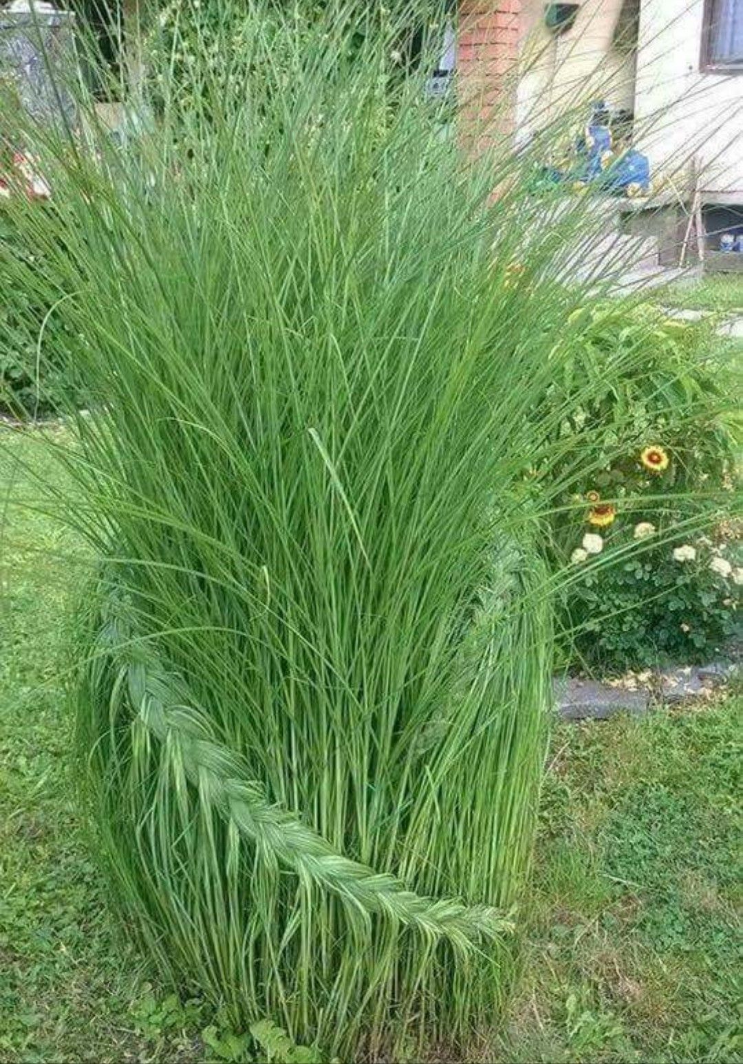 Moderne Gartenbepflanzung Luxus Braided ornamental Grass