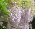 Naturnahe Gartengestaltung Einzigartig Wisteria Floribunda Rosea