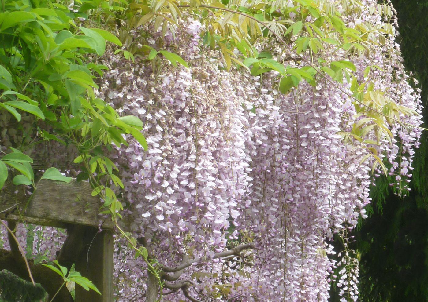 Naturnahe Gartengestaltung Einzigartig Wisteria Floribunda Rosea