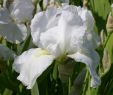 Naturnahe Gartengestaltung Frisch Iris Barbata Elatior Immortality