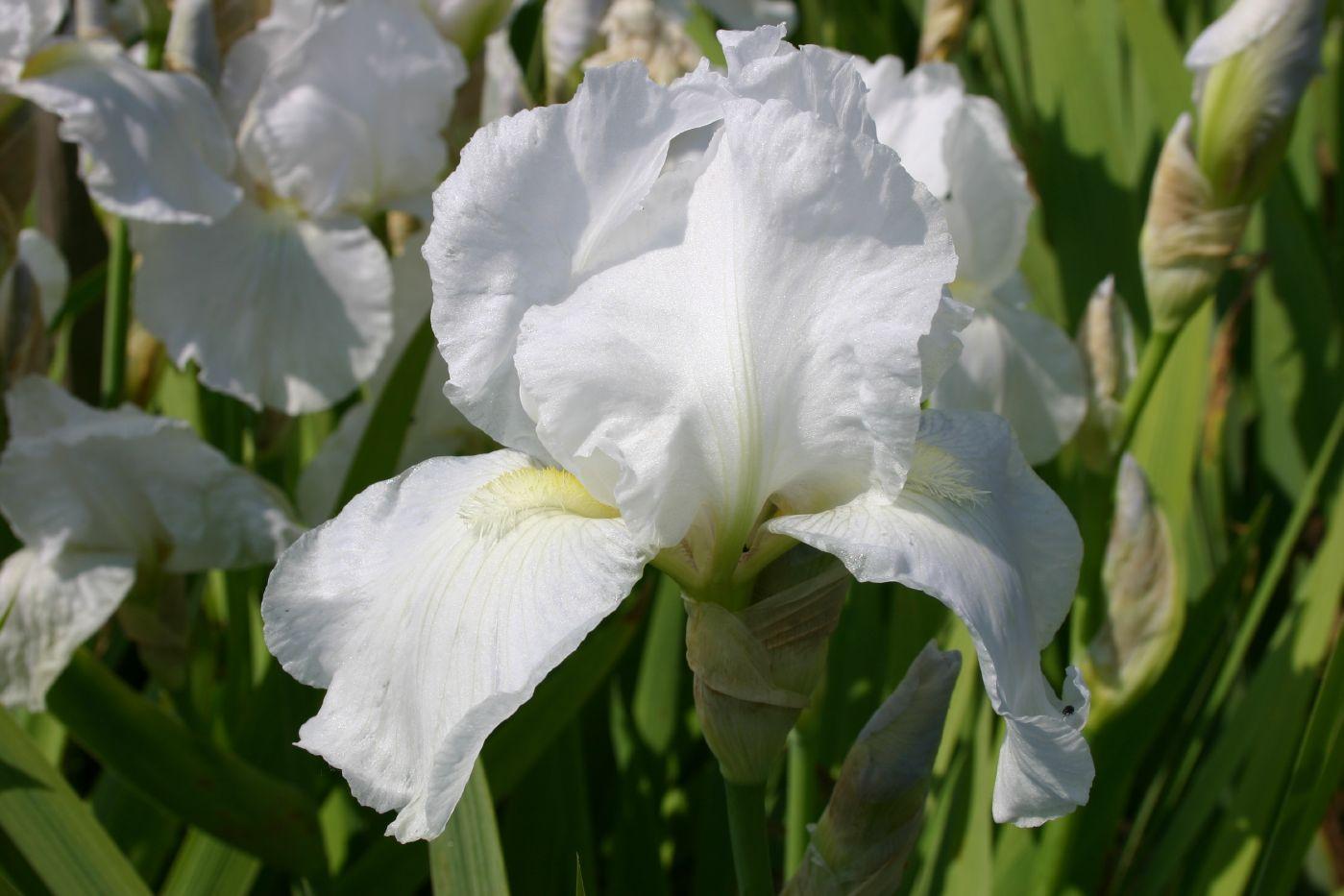 Naturnahe Gartengestaltung Frisch Iris Barbata Elatior Immortality
