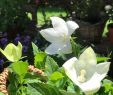 Naturnaher Garten Anlegen Best Of Pin Von Weissundschwarz Auf Blumenpara S Im Garten