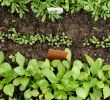 Naturnaher Garten Anlegen Elegant Gemüse Anbauen Ein Anbauplan In 7 Schritten