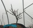 Online Garten Einzigartig Acer Palmatum Taroyama Dwarf Japanese Maple