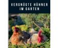Online Garten Inspirierend Vergnügte Hühner Im Garten