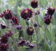 Otto Versand Garten Einzigartig Kurzs Ige Garten Akelei • Aquilegia Vulgaris Black Barlow