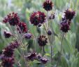 Otto Versand Garten Einzigartig Kurzs Ige Garten Akelei • Aquilegia Vulgaris Black Barlow