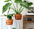 Pflanzen Ideen Inspirierend Tropische Brisen In Der Dekoration Deko Tipps & Trends