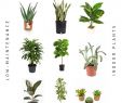 Pflegeleichte Gartenpflanzen Elegant Easyplants Lowmaintenanceplants Einfache Pflanzen Einfach