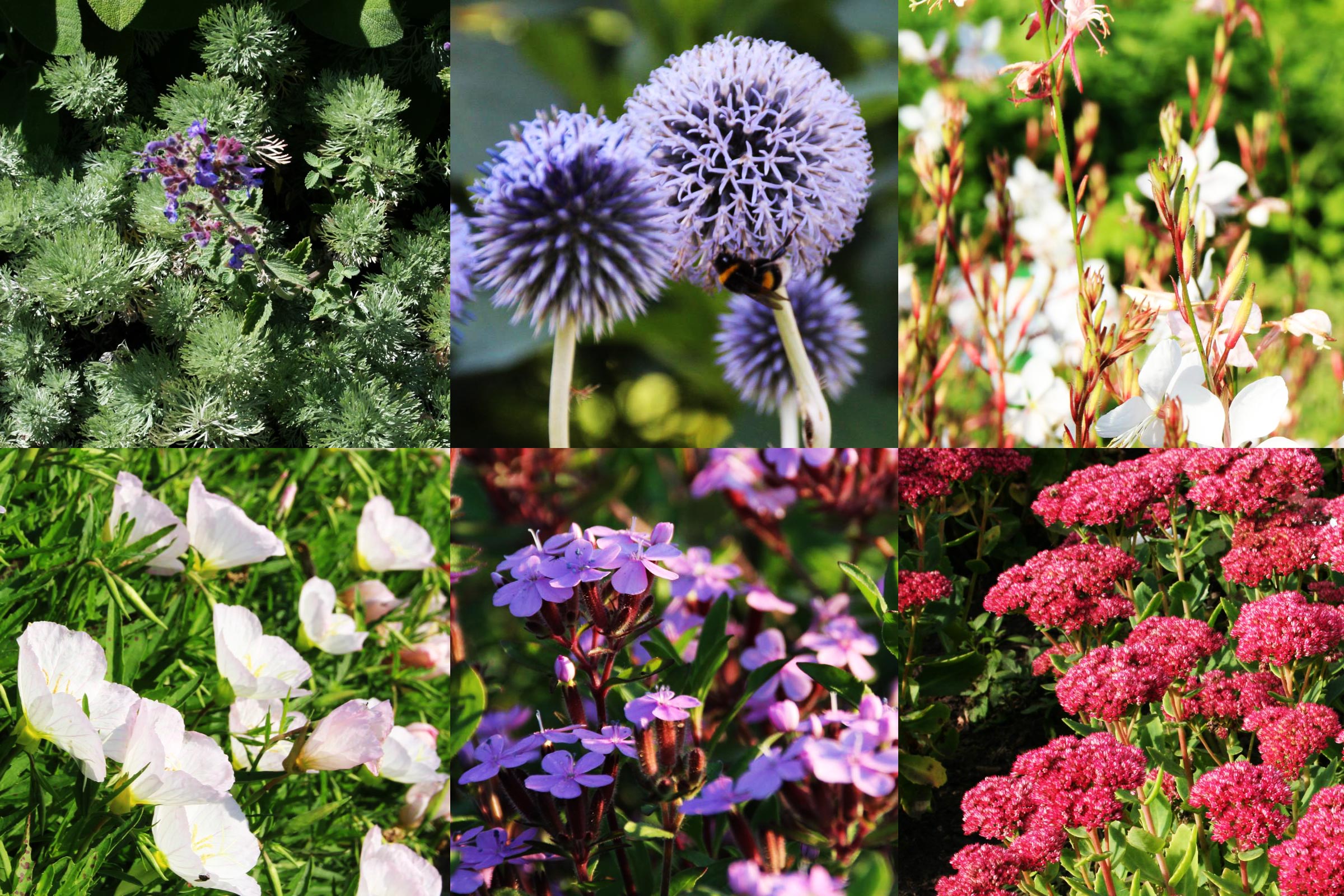 Pflegeleichte Gartenpflanzen Inspirierend Pflanzen Für Deinen Japangarten Jetzt Bestellen