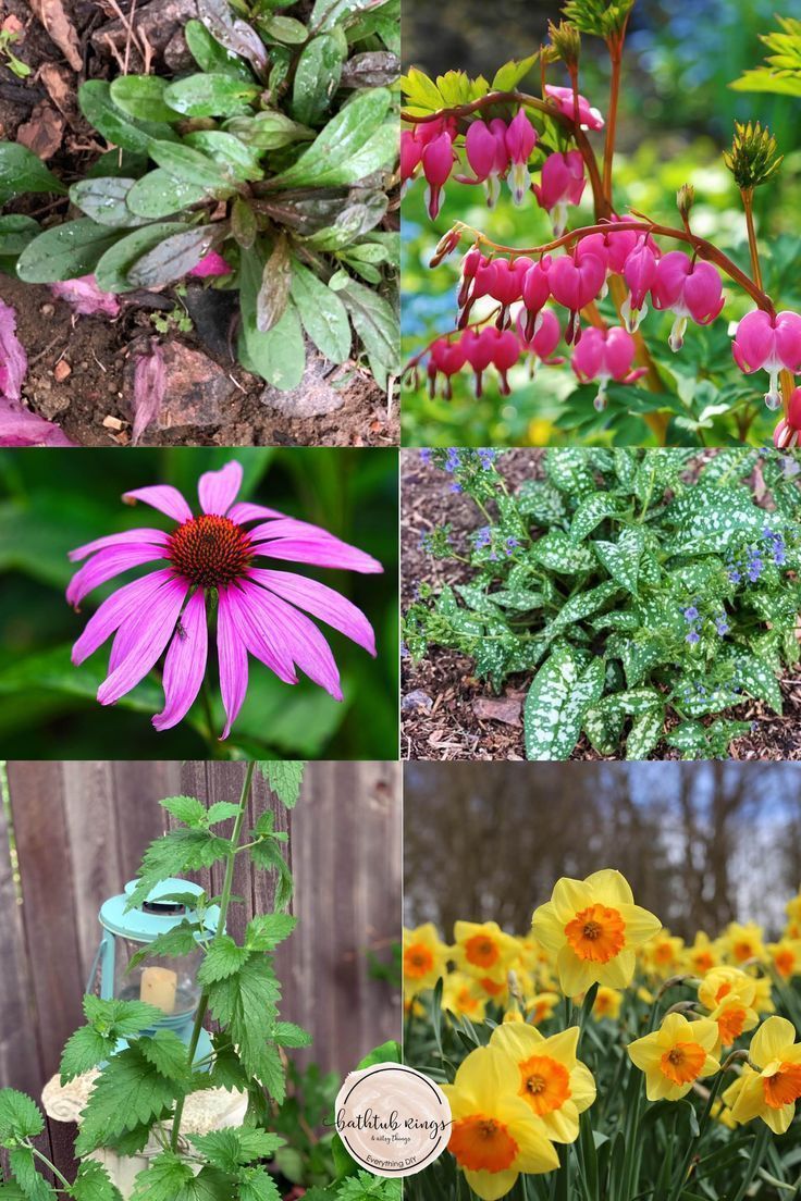 Pflegeleichte Gartenpflanzen Schön 16 Pflegeleichte Pflanzen Für Ihren Garten