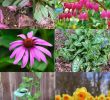 Pflegeleichte Pflanzen Garten Schön 16 Pflegeleichte Pflanzen Für Ihren Garten