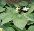 Pflegeleichter Garten Pflanzen Best Of Elfenblume Sulphureum Epimedium Versicolor Sulphureum