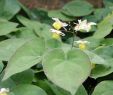 Pflegeleichter Garten Pflanzen Best Of Elfenblume Sulphureum Epimedium Versicolor Sulphureum