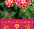 Pflegeleichter Garten Pflanzen Best Of Pflanzen Für Pralle sonne Die top 10 Für Garten