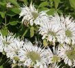 Pflegeleichter Garten Pflanzen Einzigartig Indianernessel Schneewittchen Monarda Fistulosa