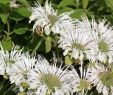 Pflegeleichter Garten Pflanzen Einzigartig Indianernessel Schneewittchen Monarda Fistulosa