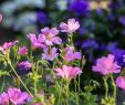 Pflegeleichter Garten Pflanzen Elegant Blumenbeet Anlegen â­ 40 Schön Blumenbeete Anlegen