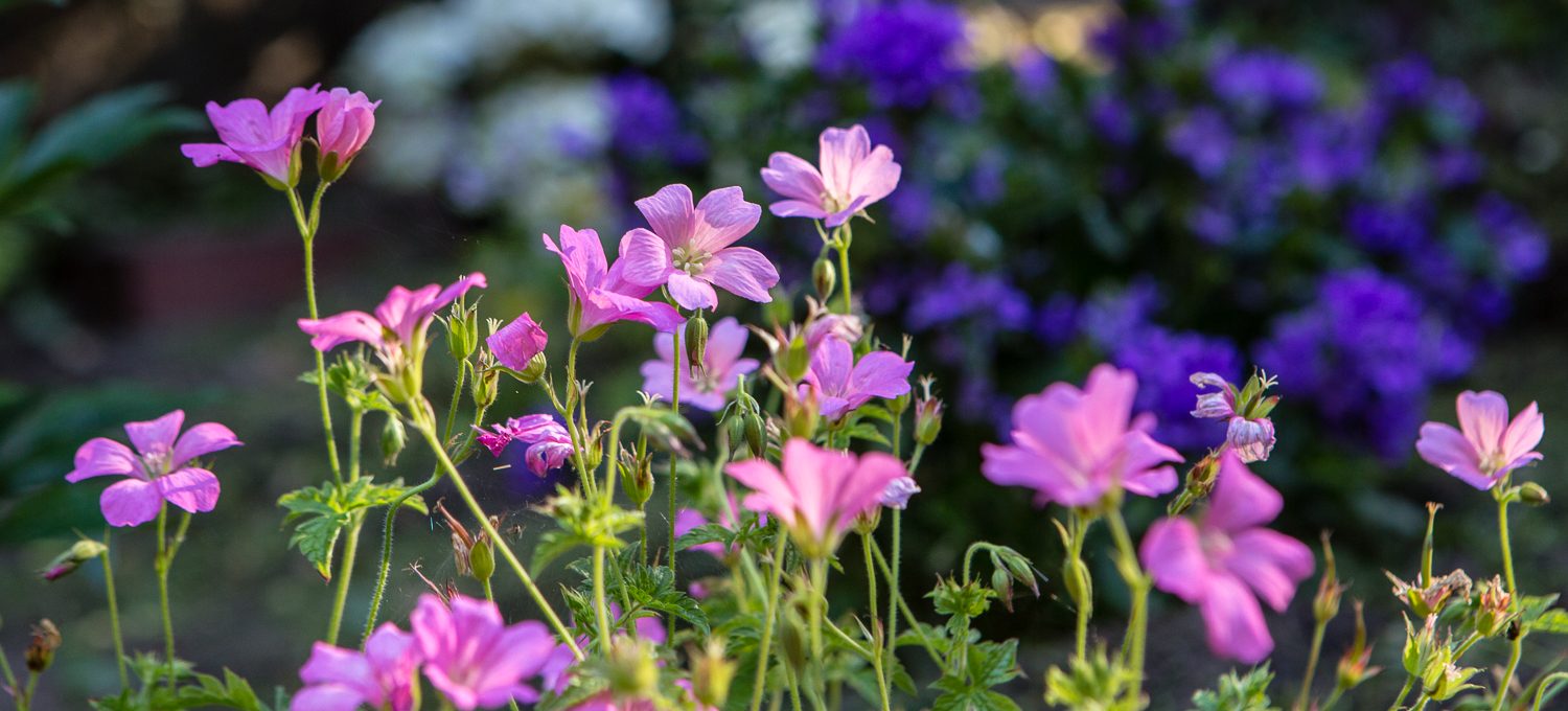 Pflegeleichter Garten Pflanzen Elegant Blumenbeet Anlegen â­ 40 Schön Blumenbeete Anlegen