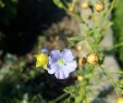 Pinterest Gartenideen Inspirierend Lein Flachs Linum Naturschutz Blau Garten Gartenliebe