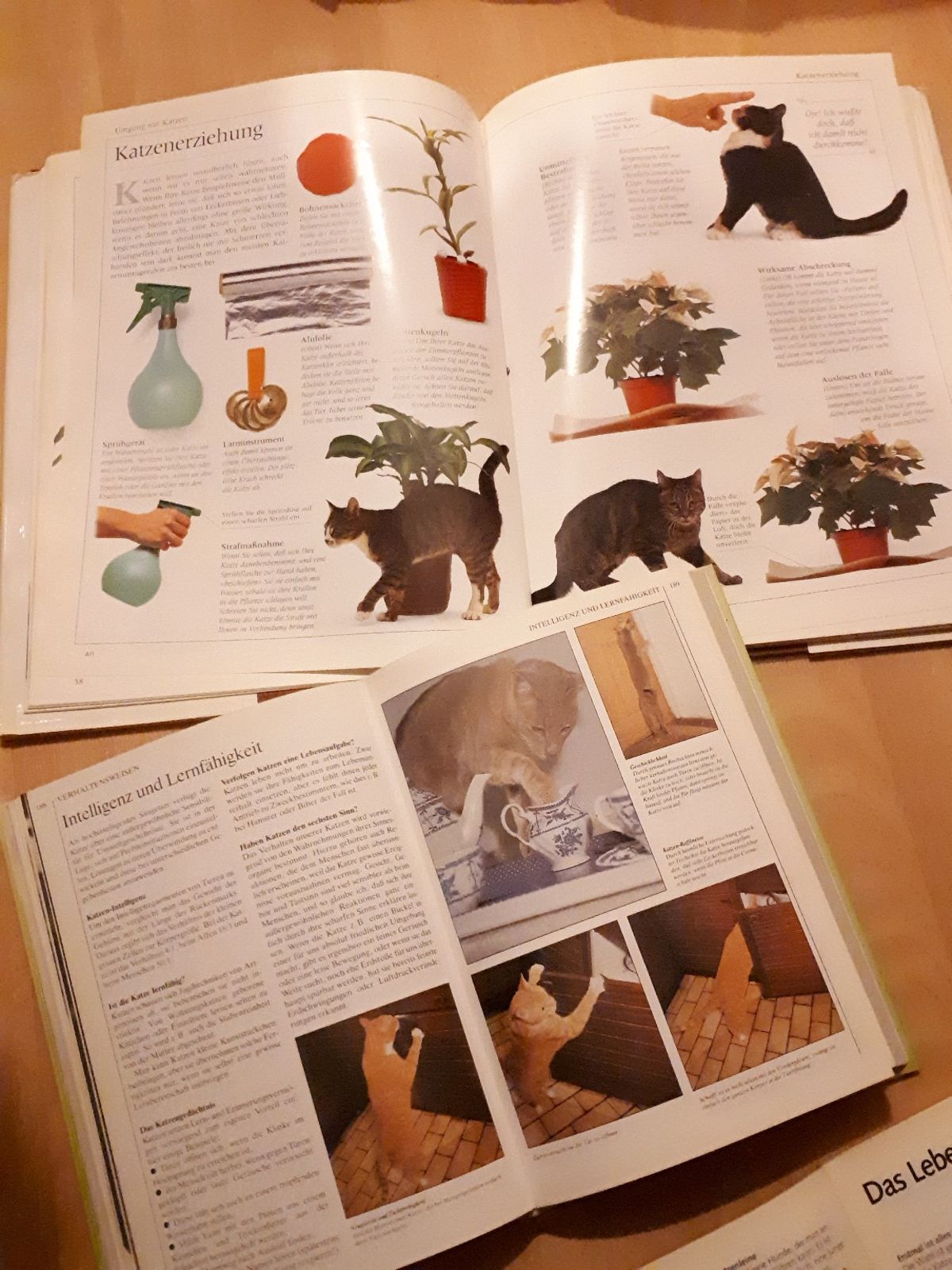 Ratgeber Garten Genial 4 Katzenbücher Ratgeber Witzige Katzen Buch In Berlin