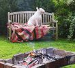 Rost Garten Frisch Barbecues are the Best ð Bullterriersofinstagram Phoebe