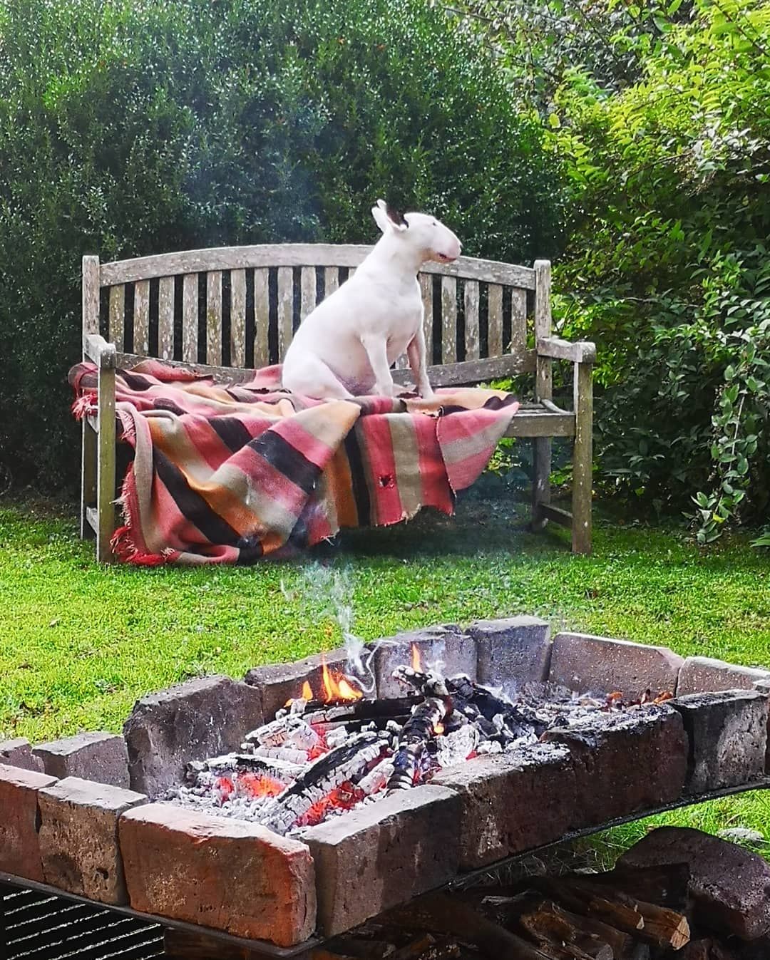 Rost Garten Frisch Barbecues are the Best ð Bullterriersofinstagram Phoebe