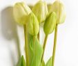 Rost Gartenstecker Frisch Tulpen Bündel Mit 5 Blüten Creme 34 5 Cm