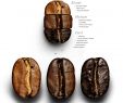 Rost Metall Einzigartig Type Coffee Bean Types Coffee Beans to Water Ratio French