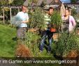 Rostartikel FÃ¼r Den Garten Luxus Scherngell Gärtnereitipp Für Den Herbst Gräser Im Garten