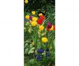 Rostartikel Frisch Banner Tulpen 75 X 180 Cm