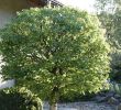 Rostartikel Für Garten Einzigartig 10 Tipps Zur Gartengestaltung Mit Bäumen Mein Schöner Garten