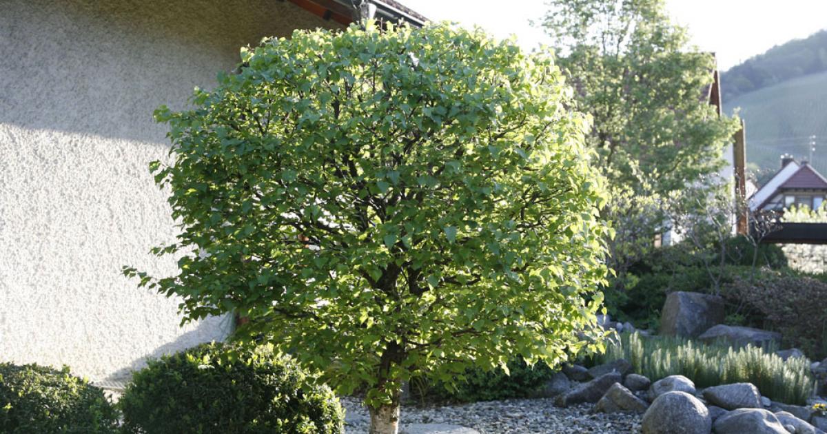 Rostartikel Für Garten Einzigartig 10 Tipps Zur Gartengestaltung Mit Bäumen Mein Schöner Garten