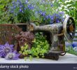 Rostige Gartendeko Inspirierend Lobelie Stock S & Lobelie Stock Alamy