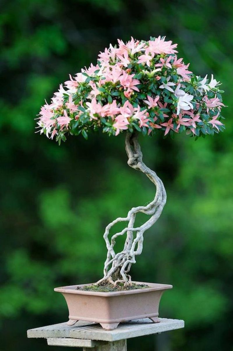 Bonsai Baum kaufen Bonsai Pflege fern C3 B6stliche Kultur