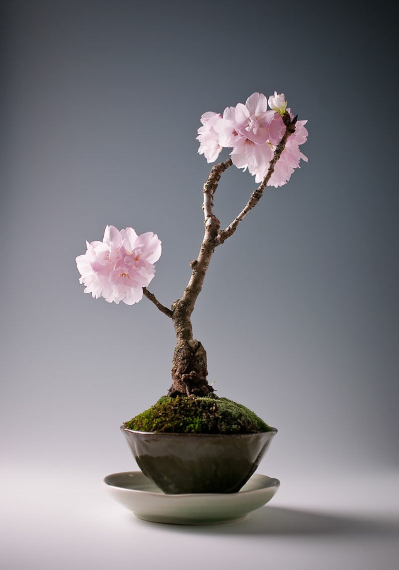 Sakura Bonsai kaufen wundersch C3 B6ne Bonsai Arten