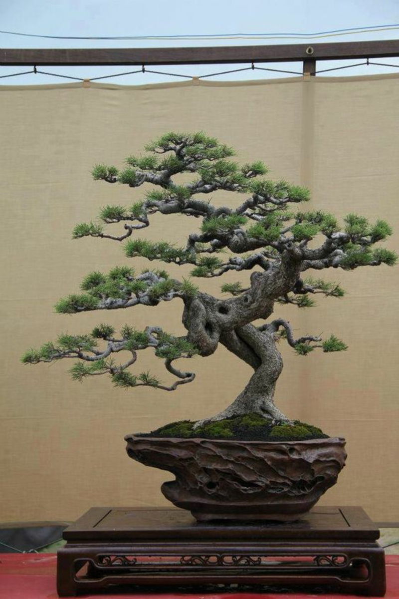Bonsai Baum kaufen Bonsai Arten z C3 BCchten und pflegen