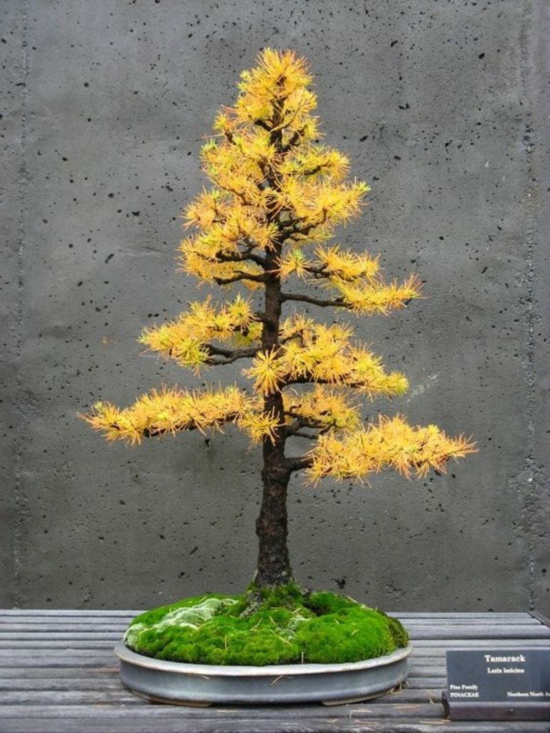 Tamarack Bonsai Baum kaufen und pflegen Bonsai Arten Herbstbl C3 A4tter
