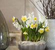 Schöne Gartendeko Selbstgemacht Elegant 95 Best Spring Blooms Images