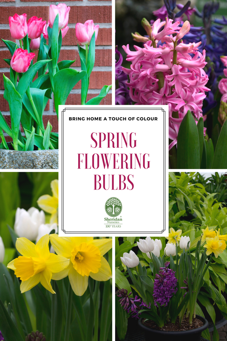 Schöne Gartendeko Selbstgemacht Luxus 95 Best Spring Blooms Images