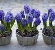 Schöne Gartendeko Selbstgemacht Schön 95 Best Spring Blooms Images